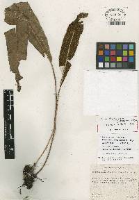 Elaphoglossum longistipitatum image