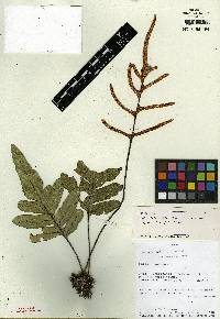 Image of Pleopeltis coenosora
