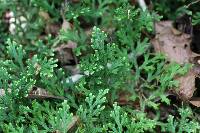 Selaginella huehuetenangensis image