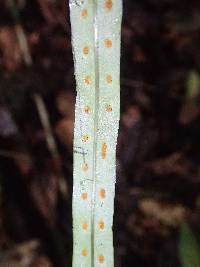 Lepisorus excavatus image