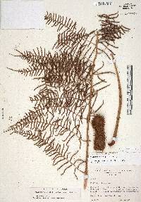 Polybotrya polybotryoides image