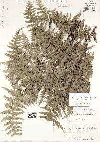 Image of Diplazium croatianum