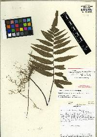 Hymenasplenium ortegae image