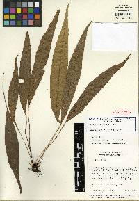 Image of Elaphoglossum beitelii