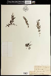 Vandenboschia cyrtotheca image