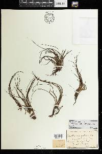 Isoetes echinospora image