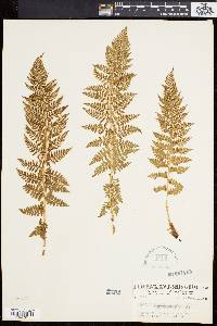 Athyrium distentifolium image