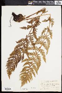 Athyrium distentifolium image