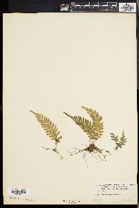 Asplenium pulchellum image