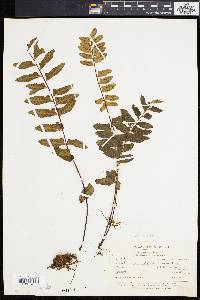 Asplenium radicans image