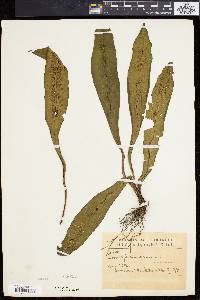 Asplenium serratum image