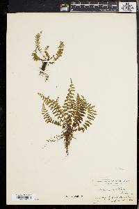 Asplenium vespertinum image