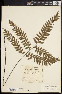 Asplenium aureum image