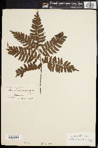 Asplenium aureum image