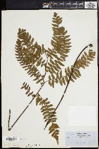 Adiantum villosum image