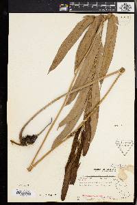 Acrostichum speciosum image