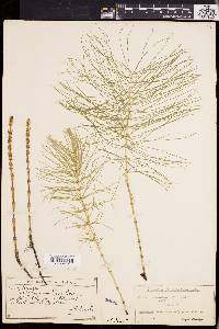 Equisetum pratense image