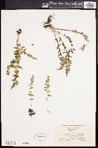 Cystopteris fragilis var. fragilis image