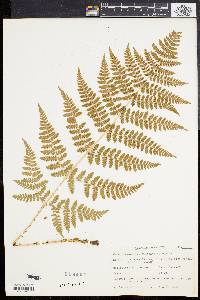 Dryopteris dilatata image