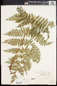 Dryopteris dilatata image