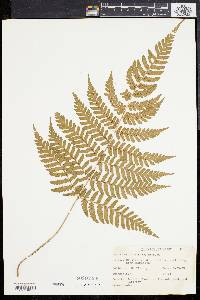 Dryopteris dilatata image