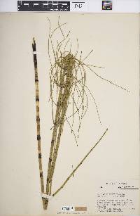 Equisetum fluviatile image