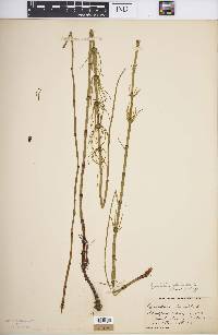 Equisetum fluviatile image