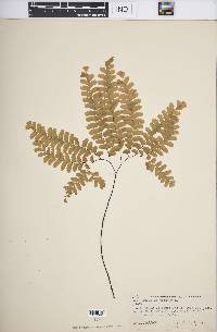 Adiantum pedatum image