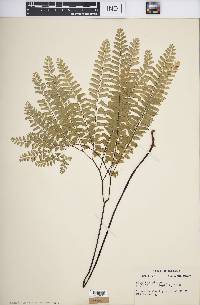 Adiantum pedatum image