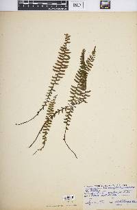 Asplenium platyneuron image