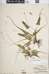 Asplenium rhizophyllum image
