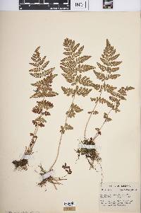 Woodsia obtusa image