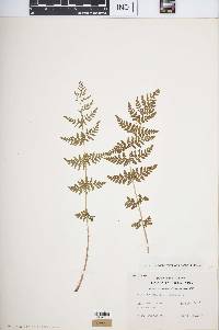 Woodsia obtusa image