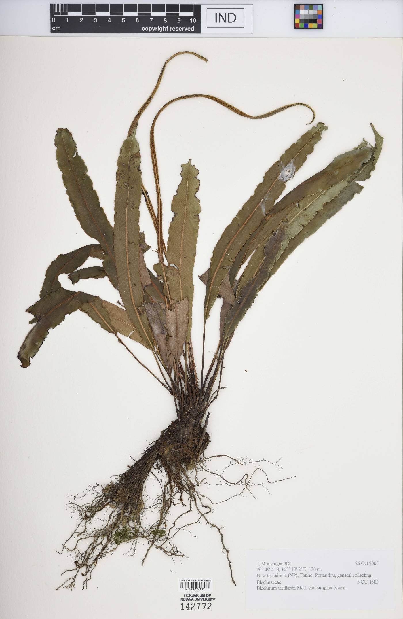Austroblechnum vieillardii image