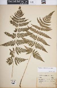 Dryopteris carthusiana image