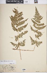 Dryopteris carthusiana image