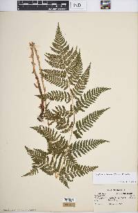 Dryopteris carthusiana image