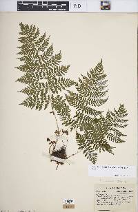 Dryopteris intermedia image