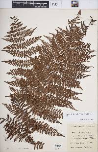 Dryopteris intermedia image