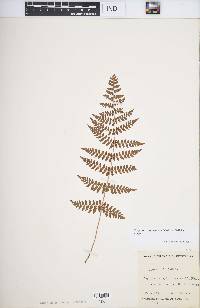 Dryopteris intermedia image