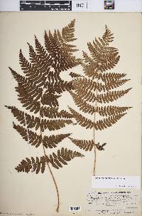 Dryopteris marginalis image