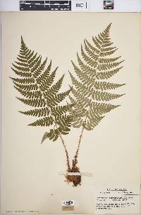 Dryopteris marginalis image