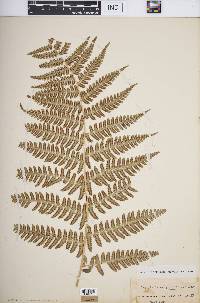 Dryopteris marginalis image