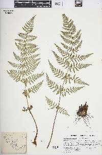 Dryopteris patula image