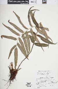 Phanerophlebia nobilis image