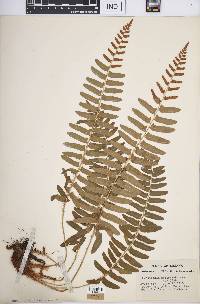 Polystichum acrostichoides image