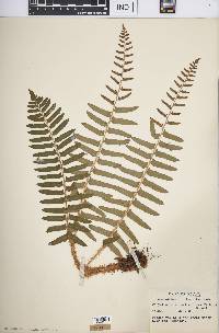 Polystichum acrostichoides image