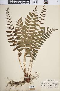 Polystichum acrostichoides image