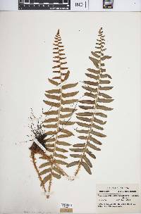 Polystichum acrostichoides image