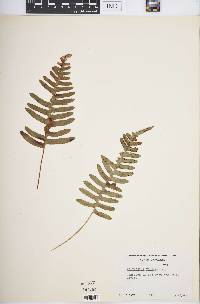 Polypodium virginianum image